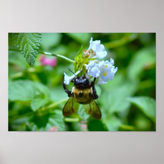 ビー ポスター (正面)