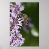 ビー ポスター (正面)