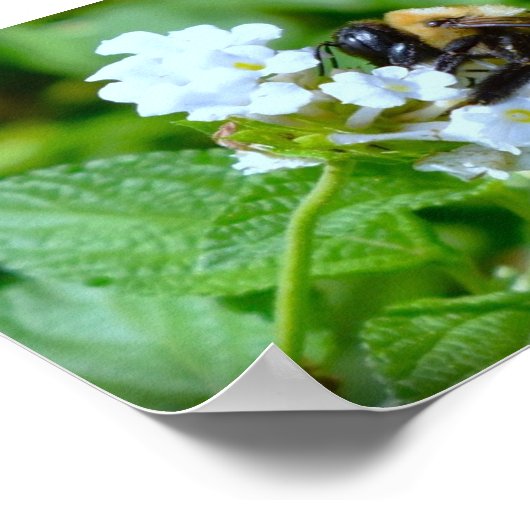 ビー ポスター (角)