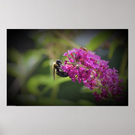 ビー ポスター (正面)