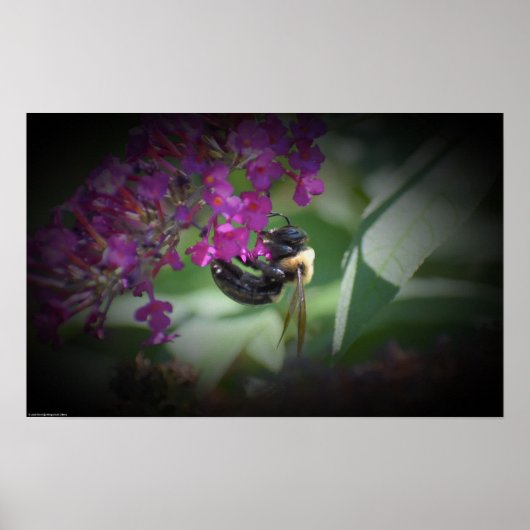 ビー ポスター (正面)