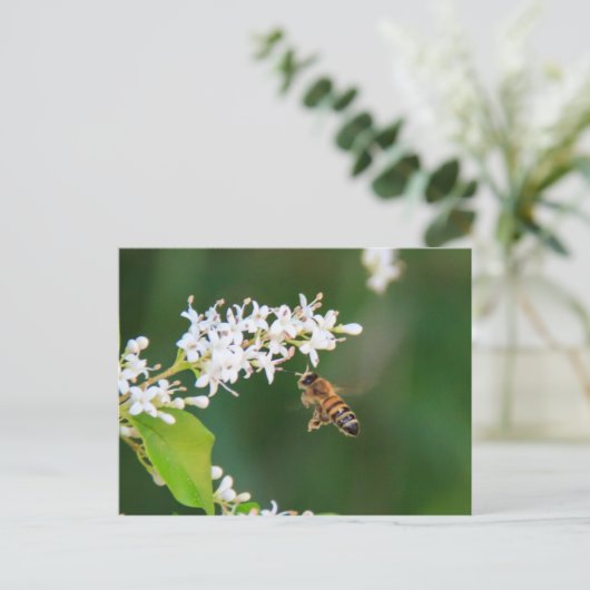 ビー ポストカード (スタンド正面)