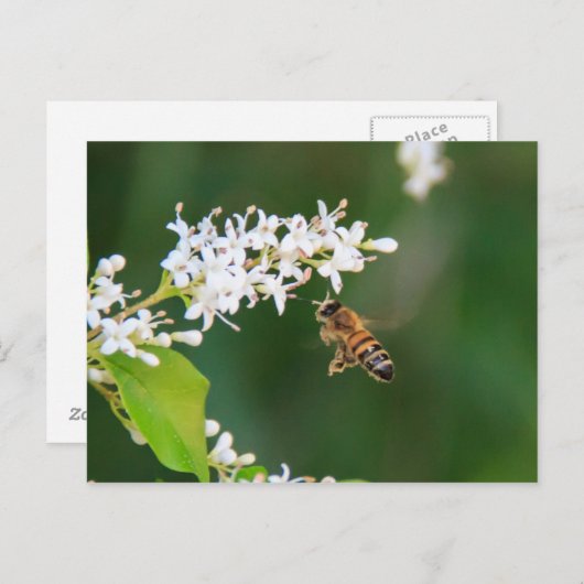 ビー ポストカード (正面/裏面)