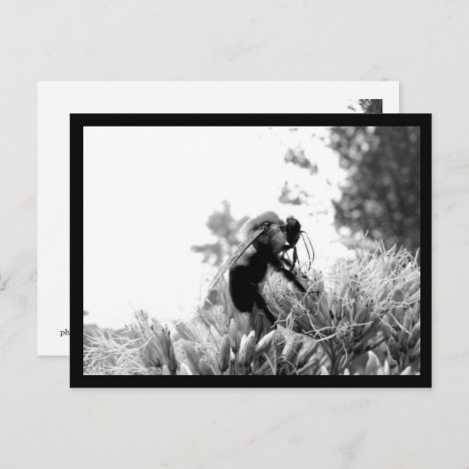 ビー ポストカード (正面/裏面)