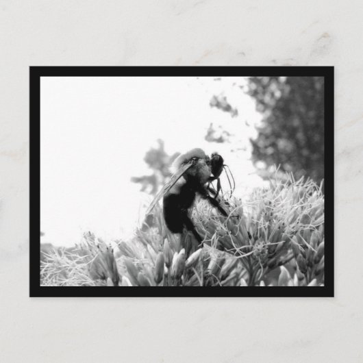 ビー ポストカード (正面)