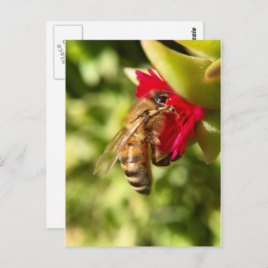 ビー ポストカード (正面/裏面)