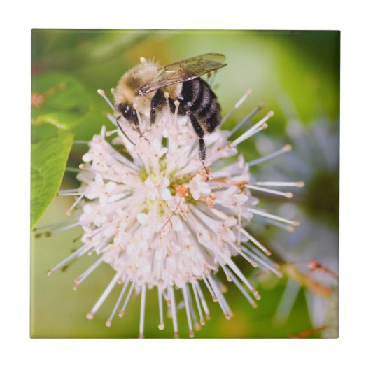 ビ忙しー タイル (正面)