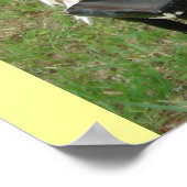 ピアニスト・パロッツ ポスター (角)