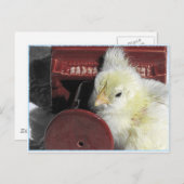 ピアノのひよこヴィンテージの見た目の写真 ポストカード (正面/裏面)