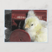 ピアノのひよこヴィンテージの見た目の写真 ポストカード (正面)