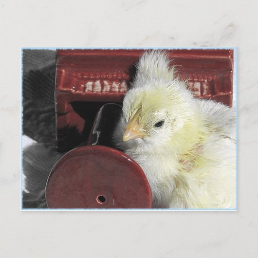 ピアノのひよこヴィンテージの見た目の写真 ポストカード (正面)