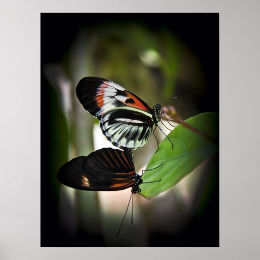 ピアノ鍵ペアリング ポスター (正面)