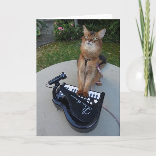 ピアノ·キャット·ソマリア·キャット·ミュージシャン遊ズ·ピアノおもしろい カード (正面)