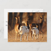 ピアバルドシカ ポストカード (正面/裏面)