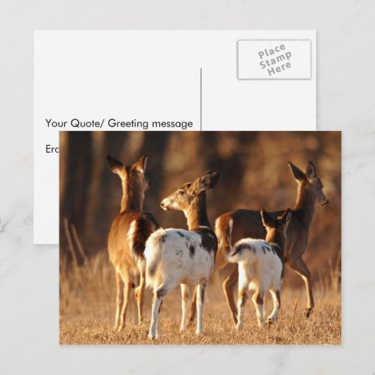 ピアバルドシカ ポストカード (正面/裏面)