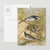 ピアンワグテールヴィンテージバードイラストレーション ポストカード (正面/裏面)