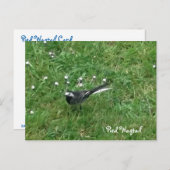 ピアンワグテール ポストカード (正面/裏面)