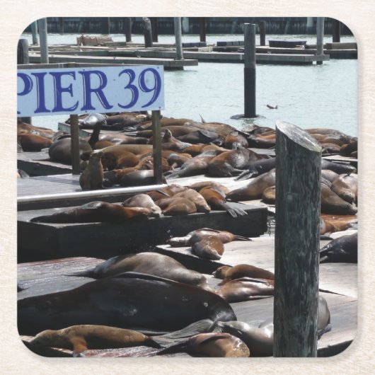 ピア39のカリフォルニアアシカ スクエアペーパーコースター (正面)