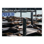 ピア39シーライオンズ (正面横)