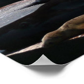 ピア39シーライオンズ ポスター (角)