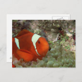 ピエノフィッシュ2 ポストカード (正面/裏面)