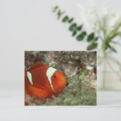 ピエノフィッシュ2 ポストカード (スタンド正面)