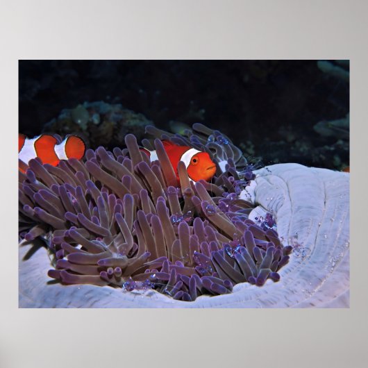 ピエロとエビ ポスター (正面)