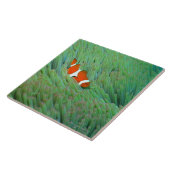 ピエロのアネモネ魚、沖縄、日本の閉めて下さい タイル (側面)