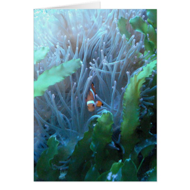 ピエロの魚 (正面)