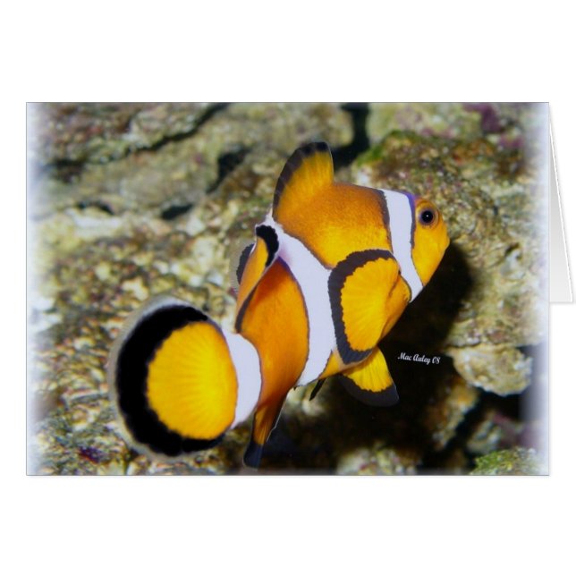 ピエロの魚 (正面横)