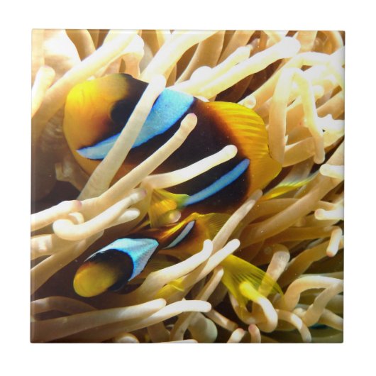 ピエロの魚 タイル (正面)