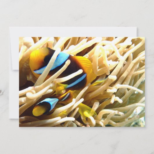 ピエロの魚 招待状 (裏面)