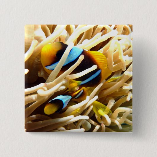 ピエロの魚 缶バッジ (正面)