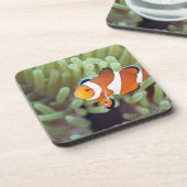 ピエロのanemonefish 4 コースター (左側)