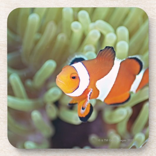ピエロのanemonefish 4 コースター (正面)