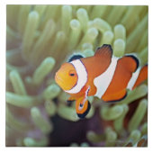 ピエロのanemonefish 4 タイル (正面)