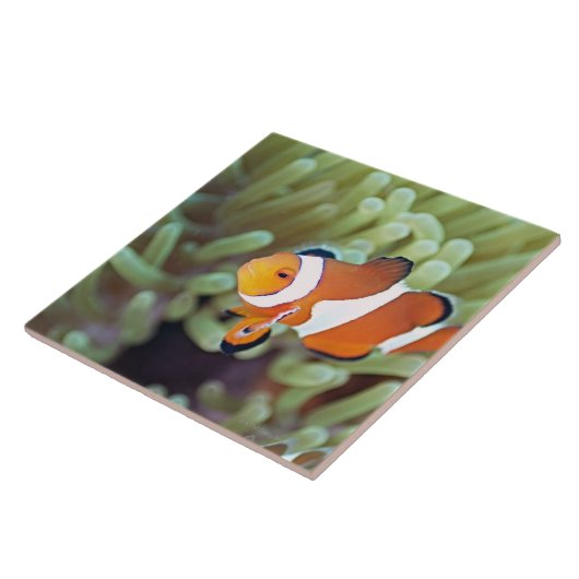 ピエロのanemonefish 4 タイル (側面)