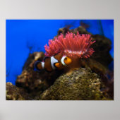 ピエロビス ポスター (正面)