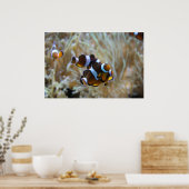 ピエロフィッシュインリーフ ポスター (キッチン)