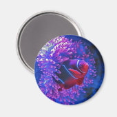 ピエロフィッシュシーアネノーム熱帯海ブルーレッド マグネット (正面/裏面)