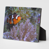 ピエロフィッシュシーアネモネコーラル自然写真 フォトプラーク (側面)