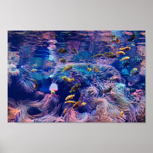 ピエロ魚と紫水族館 ポスター (正面)