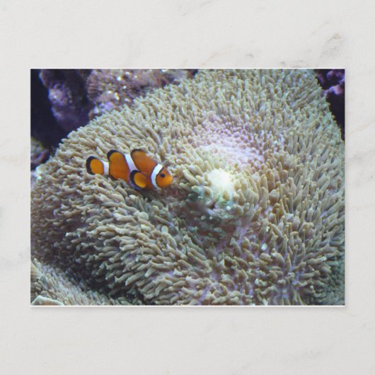 ピエロ魚3 ポストカード (正面)