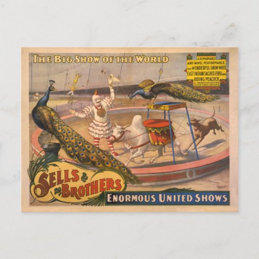 ピエロ、ゼブ、ピーコックサーカスのポスター ポストカード (正面)