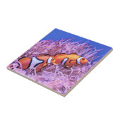 ピエロ タイル (側面)