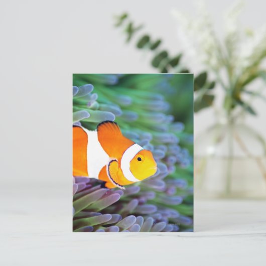 ピエロ ポストカード (スタンド正面)