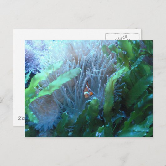 ピエロ ポストカード (正面/裏面)