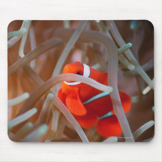 ピエロANEMONEFISH 2 マウスパッド (正面)