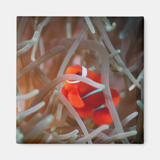 ピエロANEMONEFISH 2 マグネット (正面)
