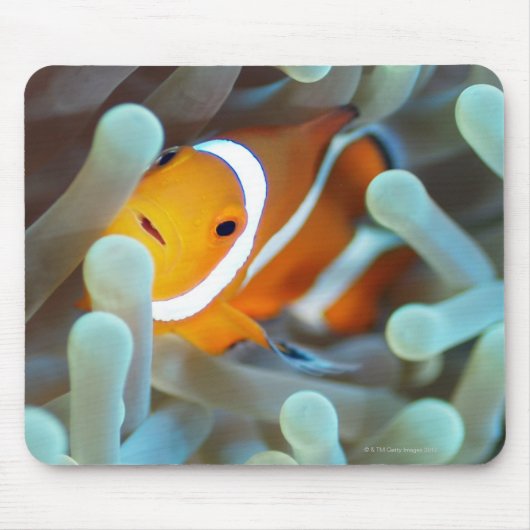 ピエロANEMONEFISH 3 マウスパッド (正面)
